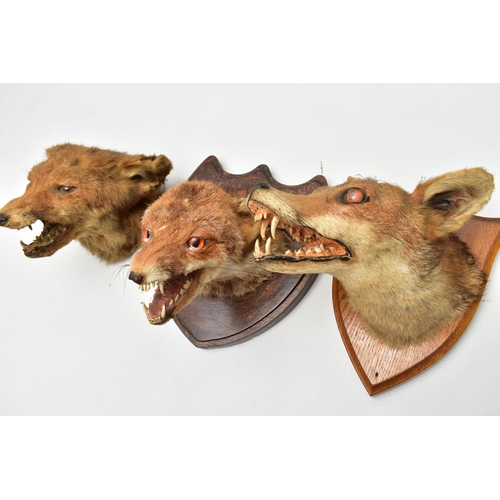 230 - TAXIDERMY: THREE FOXES MASKS, TWO MOUNTED ON WOODEN SHIELDS, the example on the oak shield bears lab... 