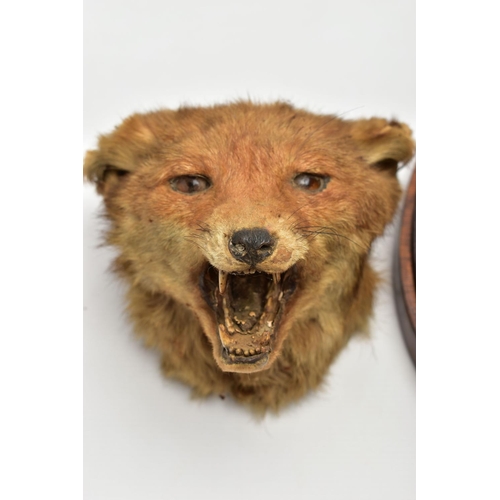 230 - TAXIDERMY: THREE FOXES MASKS, TWO MOUNTED ON WOODEN SHIELDS, the example on the oak shield bears lab... 