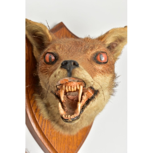 230 - TAXIDERMY: THREE FOXES MASKS, TWO MOUNTED ON WOODEN SHIELDS, the example on the oak shield bears lab... 