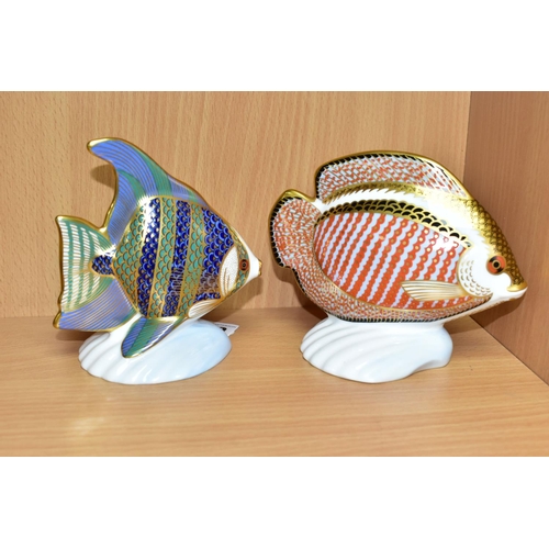 370 - TWO ROYAL CROWN DERBY TROPICAL FISH PAPERWEIGHTS, comprising Angel Fish, height 11cm (small chip to ... 