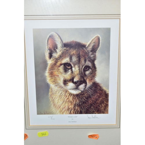 546 - FIVE SIGNED LIMITED EDITION WILDLIFE  PRINTS, comprising a set of four Ian Nathan prints, Puma Cub, ... 