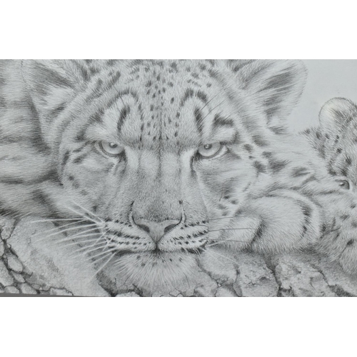 572 - ATTRIBUTED TO PETER HILDICK (BRITISH CONTEMPORARY) 'SNOW LEOPARD AND CUB', a pencil drawing depictin... 