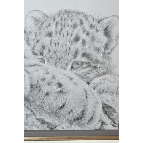 572 - ATTRIBUTED TO PETER HILDICK (BRITISH CONTEMPORARY) 'SNOW LEOPARD AND CUB', a pencil drawing depictin... 