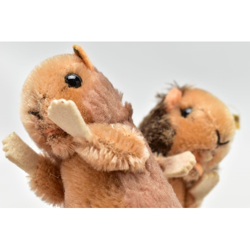 980A - TWO STEIFF POST-WAR TOYS, comprising a beaver and a hamster, the beaver with partial yellow tag and ... 