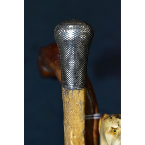 339 - A GROUP OF EARLY 20TH CENTURY CANES AND HORSE CROP, comprising a silver topped cane, monogramed AHS,... 