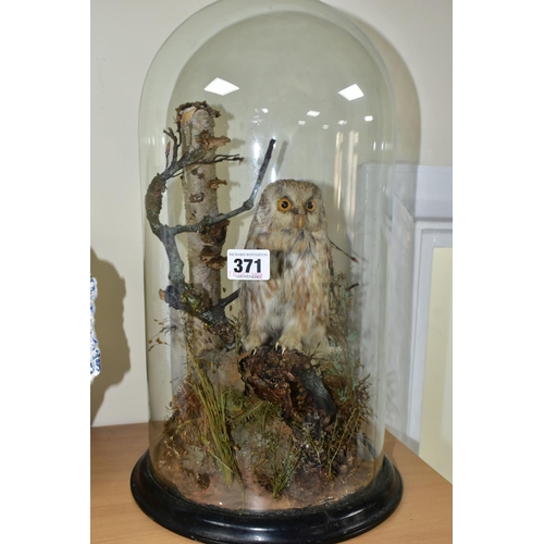 371 - TAXIDERMY, a late Victorian / Edwardian glass dome containing a Little Owl within a naturalistic set... 