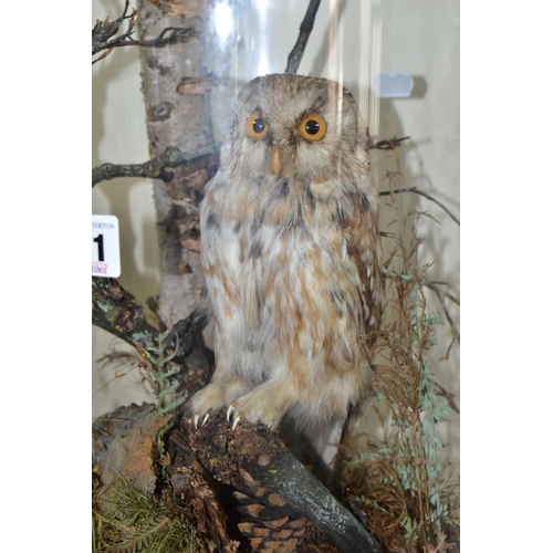 371 - TAXIDERMY, a late Victorian / Edwardian glass dome containing a Little Owl within a naturalistic set... 