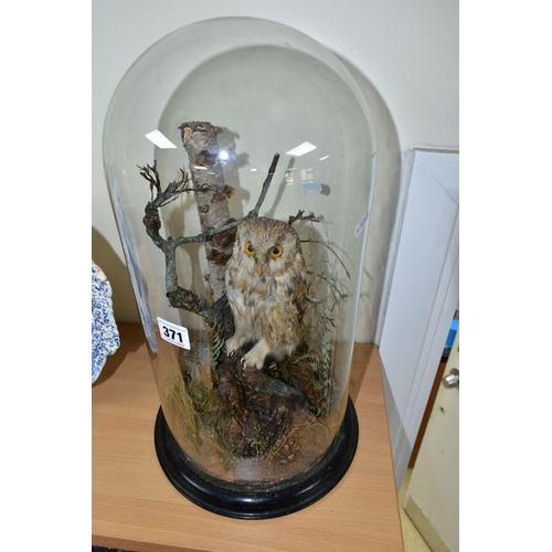 371 - TAXIDERMY, a late Victorian / Edwardian glass dome containing a Little Owl within a naturalistic set... 