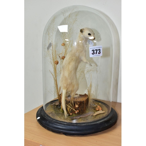 373 - TAXIDERMY, a pale weasel standing on a section of log on its hind legs with foliage, on an ebonised ... 