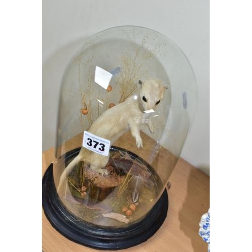 373 - TAXIDERMY, a pale weasel standing on a section of log on its hind legs with foliage, on an ebonised ... 