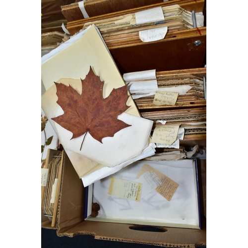 463 - PRESSED FLOWERS & PRINTS, a large collection of pressed flowers in corrugated cardboard and tissue, ... 