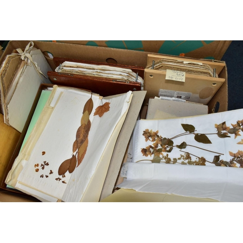 463 - PRESSED FLOWERS & PRINTS, a large collection of pressed flowers in corrugated cardboard and tissue, ... 