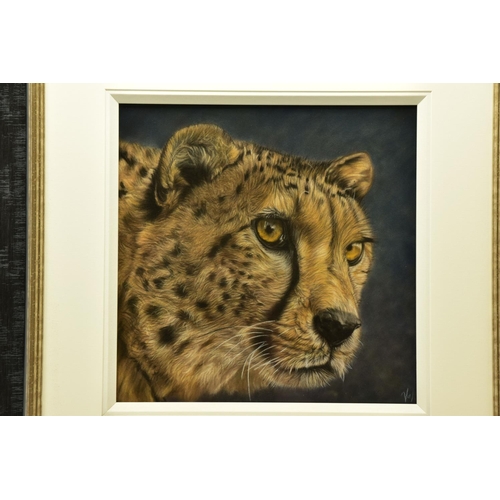 312 - VALERIE SIMMS (BRITISH 1965) 'EYES BRIGHT', a portrait study of a cheetah, signed bottom right, past... 