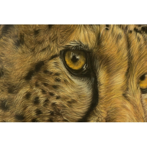 312 - VALERIE SIMMS (BRITISH 1965) 'EYES BRIGHT', a portrait study of a cheetah, signed bottom right, past... 