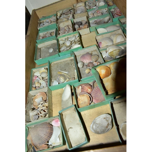 541 - EIGHT DRAWERS AND A BOX CONTAINING A VINTAGE COLLECTION OF SEA SHELLS, a large collection, comprisin... 