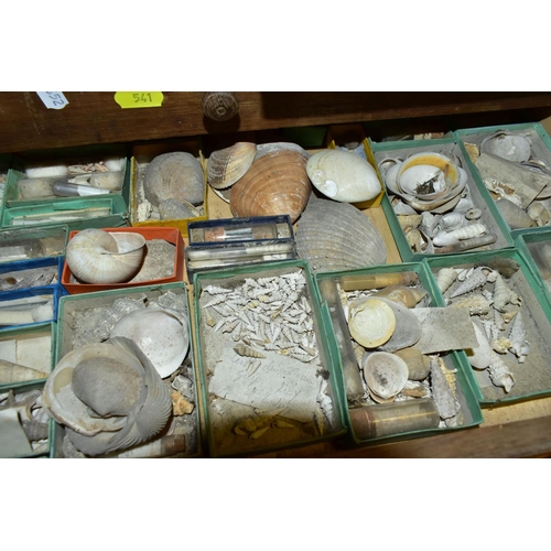 541 - EIGHT DRAWERS AND A BOX CONTAINING A VINTAGE COLLECTION OF SEA SHELLS, a large collection, comprisin... 