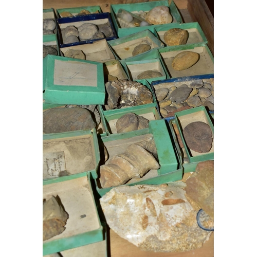 558 - EIGHT DRAWERS CONTAINING A VICTORIAN COLLECTION OF FOSSILS, to include over one hundred fossil speci... 