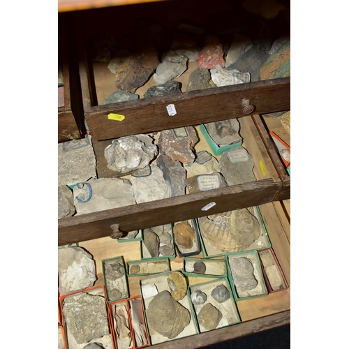 558 - EIGHT DRAWERS CONTAINING A VICTORIAN COLLECTION OF FOSSILS, to include over one hundred fossil speci... 