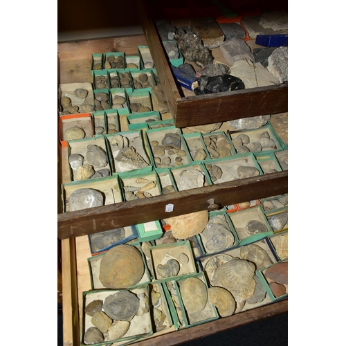 558 - EIGHT DRAWERS CONTAINING A VICTORIAN COLLECTION OF FOSSILS, to include over one hundred fossil speci... 