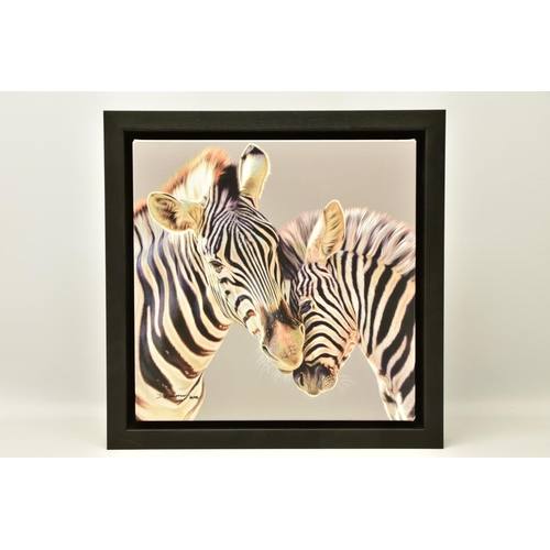 302 - DARRYN EGGLETON (SOUTH AFRICA 1981) 'TENDER TOUCH', a signed limited edition print of two zebras, 36... 