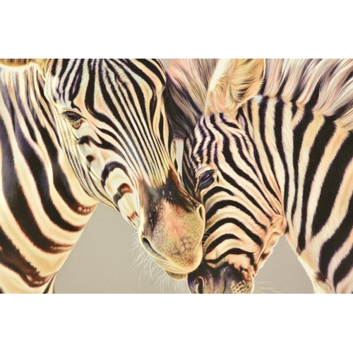 302 - DARRYN EGGLETON (SOUTH AFRICA 1981) 'TENDER TOUCH', a signed limited edition print of two zebras, 36... 