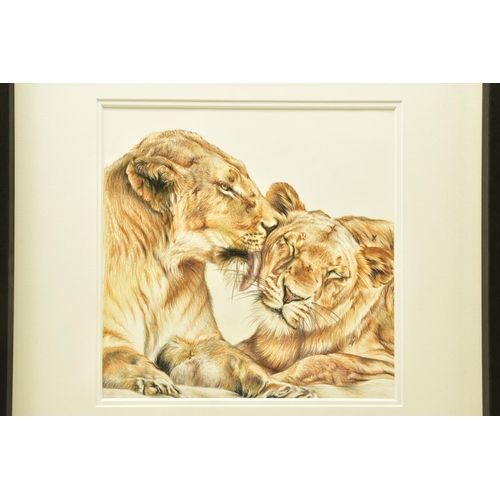 304 - ATTRIBUTED TO HAYLEY GOODHEAD (BRITISH CONTEMPORARY) 'LIONS LOVE STUDY', a pencil sketch in colours ... 