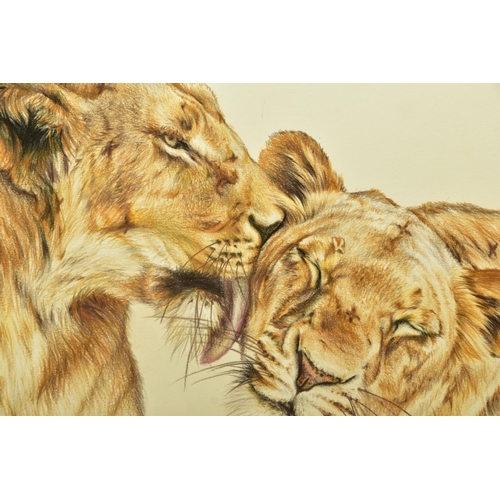 304 - ATTRIBUTED TO HAYLEY GOODHEAD (BRITISH CONTEMPORARY) 'LIONS LOVE STUDY', a pencil sketch in colours ... 