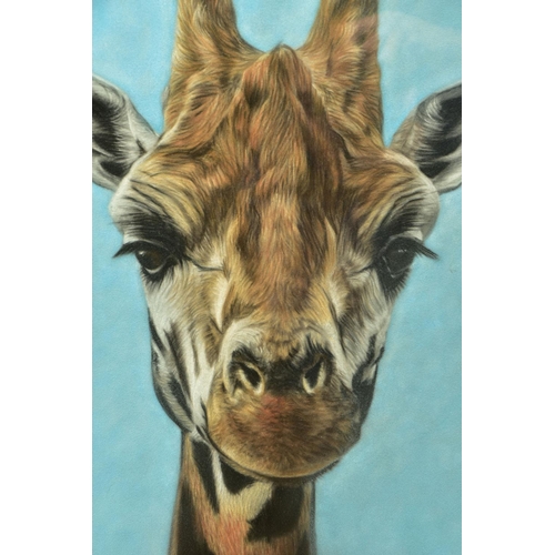 331 - VALERIE SIMMS (BRITISH 1965) 'Giraffe', a portrait of the African mammal, signed bottom right, paste... 