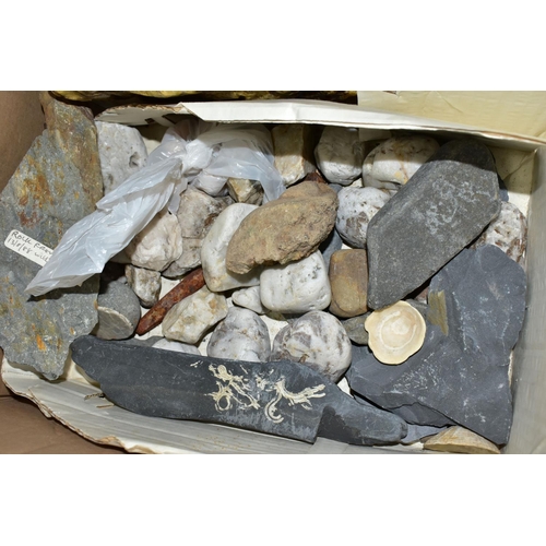 430 - A BOX CONTAINING SEA SHELLS AND ROCK SAMPLES