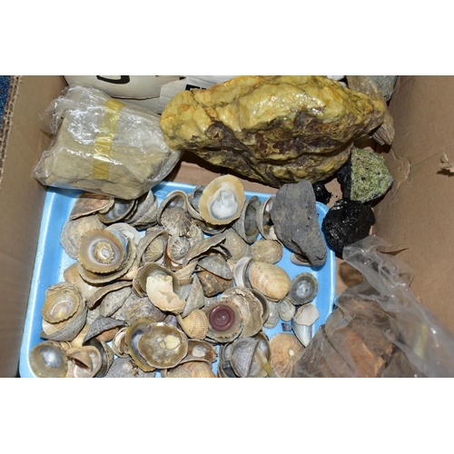 430 - A BOX CONTAINING SEA SHELLS AND ROCK SAMPLES