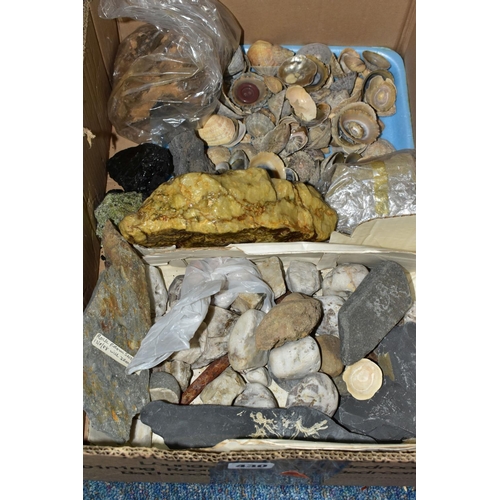 430 - A BOX CONTAINING SEA SHELLS AND ROCK SAMPLES