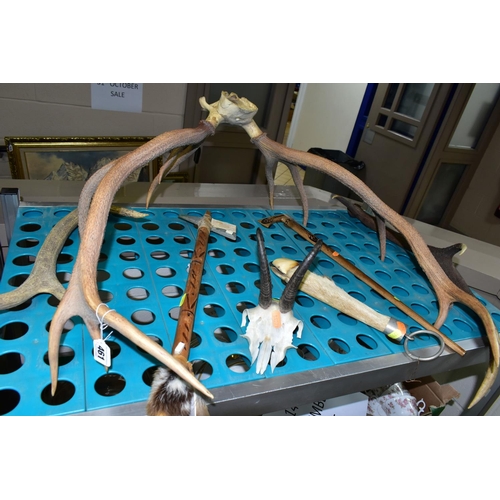 461 - A GROUP OF ANTLERS, HORNS AND RELATED ITEMS, comprising a set of twelve point antlers attached to th... 