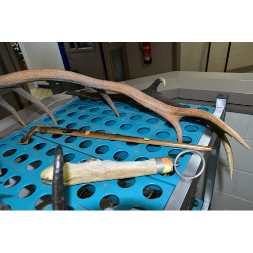 461 - A GROUP OF ANTLERS, HORNS AND RELATED ITEMS, comprising a set of twelve point antlers attached to th... 