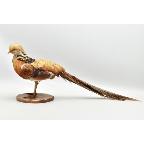 159 - TAXIDERMY- A GOLDEN PHEASANT, mounted as standing on an oak base, height 29cm x overall length appro... 