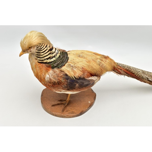 159 - TAXIDERMY- A GOLDEN PHEASANT, mounted as standing on an oak base, height 29cm x overall length appro... 