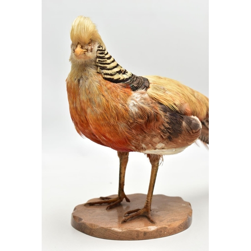 159 - TAXIDERMY- A GOLDEN PHEASANT, mounted as standing on an oak base, height 29cm x overall length appro... 