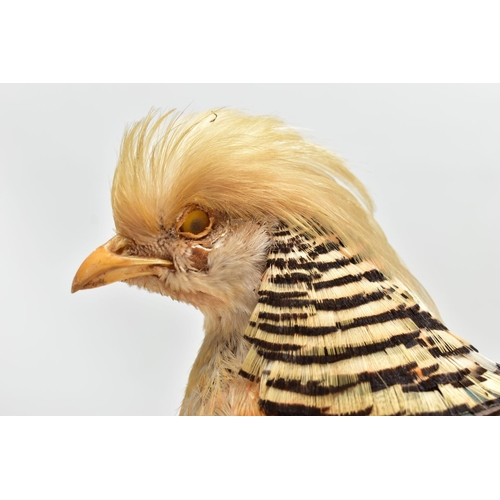 159 - TAXIDERMY- A GOLDEN PHEASANT, mounted as standing on an oak base, height 29cm x overall length appro... 