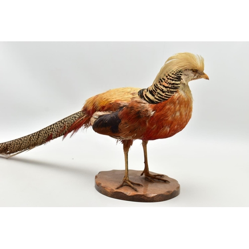 159 - TAXIDERMY- A GOLDEN PHEASANT, mounted as standing on an oak base, height 29cm x overall length appro... 