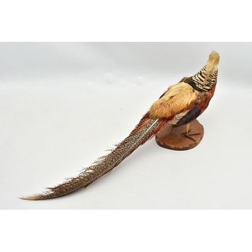 159 - TAXIDERMY- A GOLDEN PHEASANT, mounted as standing on an oak base, height 29cm x overall length appro... 