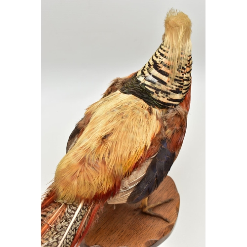 159 - TAXIDERMY- A GOLDEN PHEASANT, mounted as standing on an oak base, height 29cm x overall length appro... 