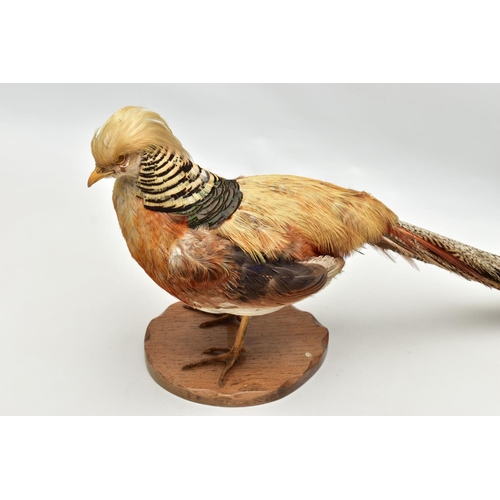 159 - TAXIDERMY- A GOLDEN PHEASANT, mounted as standing on an oak base, height 29cm x overall length appro... 