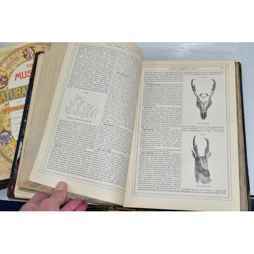 505 - BOOKS, THE MUSEUM OF NATURAL HISTORY in two volumes by Sir John Richardson, William S. Dallas, T. Sp... 