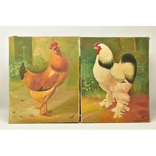 295 - A.R. MANCHE (20TH CENTURY) TWO NAIVE STUDIES OF ORNAMENTAL CHICKENS, both signed and dated 1958, oil... 