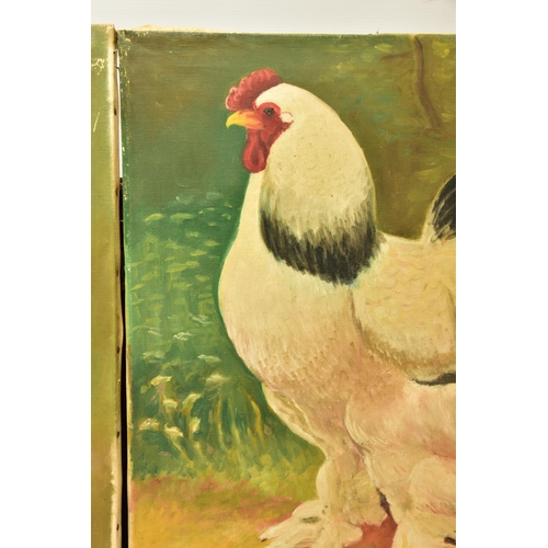 295 - A.R. MANCHE (20TH CENTURY) TWO NAIVE STUDIES OF ORNAMENTAL CHICKENS, both signed and dated 1958, oil... 