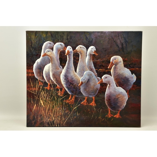 316 - AN UNSIGNED STUDY OF NINE DUCKS, a box framed oil on canvas, approximate size 61cm x 51cm, Condition... 