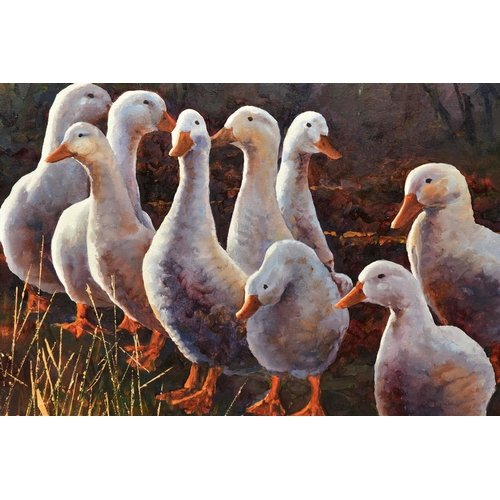 316 - AN UNSIGNED STUDY OF NINE DUCKS, a box framed oil on canvas, approximate size 61cm x 51cm, Condition... 