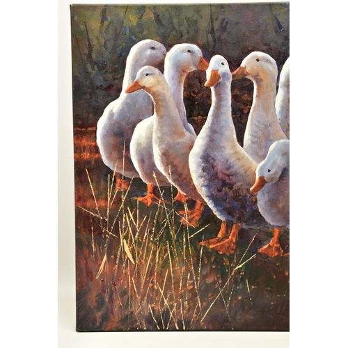 316 - AN UNSIGNED STUDY OF NINE DUCKS, a box framed oil on canvas, approximate size 61cm x 51cm, Condition... 