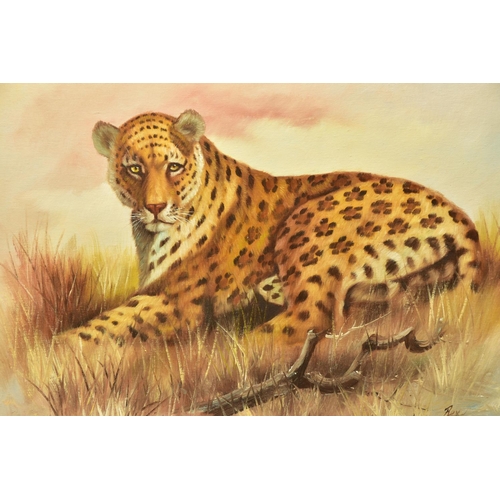 317 - REX (20TH CENTURY), study of a recumbent leopard in the Savannah, oil on canvas, approximate size 49... 