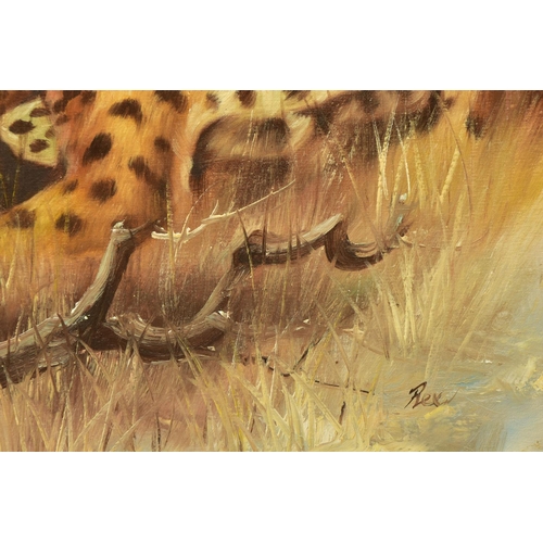 317 - REX (20TH CENTURY), study of a recumbent leopard in the Savannah, oil on canvas, approximate size 49... 