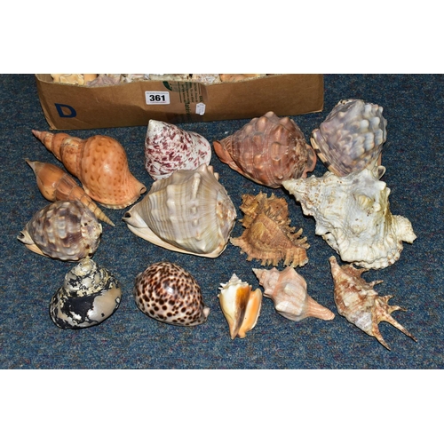 361 - ONE BOX OF SEA SHELLS, to include over fifty assorted sea shells, Triton, Conch, etc, seven large sh... 